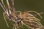 Florida hammock sedge